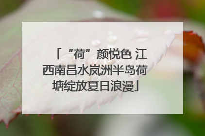 “荷”颜悦色 江西南昌水岚洲半岛荷塘绽放夏日浪漫