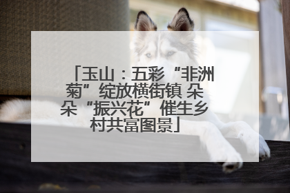 玉山：五彩“非洲菊”绽放横街镇 朵朵“振兴花”催生乡村共富图景