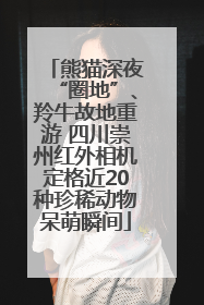 熊猫深夜“圈地”、羚牛故地重游 四川崇州红外相机定格近20种珍稀动物呆萌瞬间