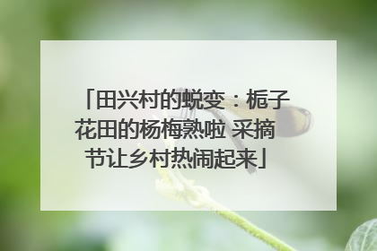 田兴村的蜕变：栀子花田的杨梅熟啦 采摘节让乡村热闹起来