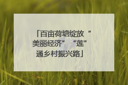 百亩荷塘绽放“美丽经济”“莲”通乡村振兴路