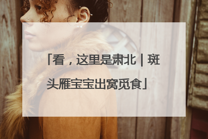 看，这里是肃北｜斑头雁宝宝出窝觅食