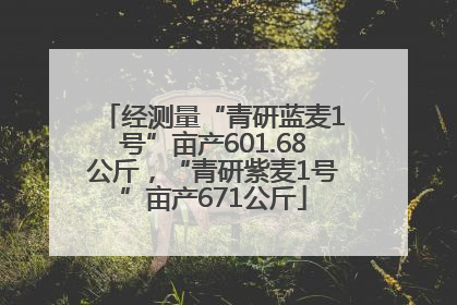 经测量“青研蓝麦1号”亩产601.68公斤，“青研紫麦1号”亩产671公斤