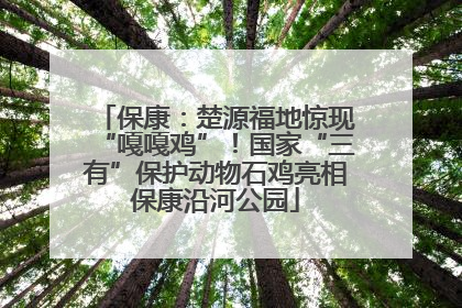 保康：楚源福地惊现“嘎嘎鸡”！国家“三有”保护动物石鸡亮相保康沿河公园