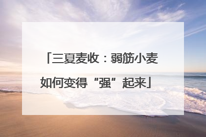 三夏麦收：弱筋小麦如何变得“强”起来