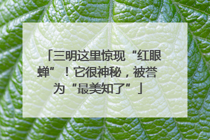 三明这里惊现“红眼蝉”！它很神秘，被誉为“最美知了”