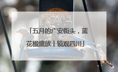 五月的广安街头，蓝花楹盛放丨镜观四川