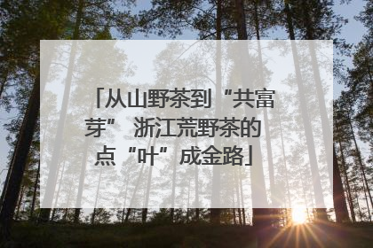 从山野茶到“共富芽” 浙江荒野茶的点“叶”成金路