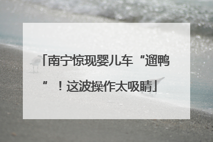 南宁惊现婴儿车“遛鸭”！这波操作太吸睛