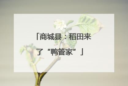 商城县：稻田来了“鸭管家”