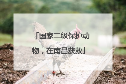 国家二级保护动物，在南昌获救