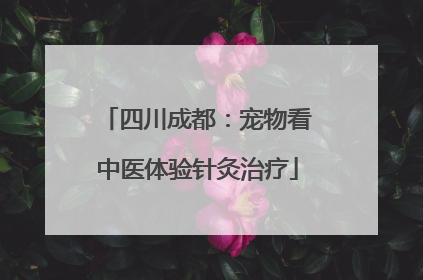 四川成都：宠物看中医体验针灸治疗