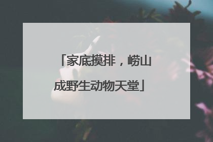 家底摸排，崂山成野生动物天堂