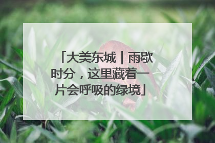大美东城｜雨歇时分，这里藏着一片会呼吸的绿境