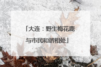 大连：野生梅花鹿与市民和谐相处