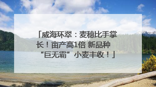 威海环翠：麦穗比手掌长！亩产高1倍 新品种“巨无霸”小麦丰收！