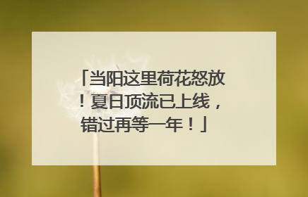 当阳这里荷花怒放！夏日顶流已上线，错过再等一年！
