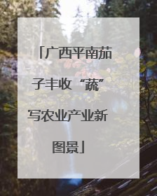 广西平南茄子丰收“蔬”写农业产业新图景