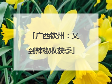 广西钦州：又到辣椒收获季