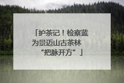 护茶记！检察蓝为景迈山古茶林 “把脉开方”
