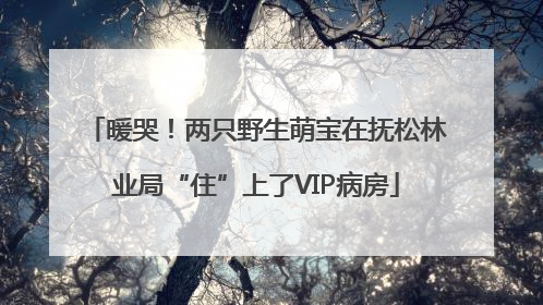暖哭！两只野生萌宝在抚松林业局“住”上了VIP病房