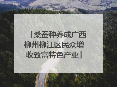 桑蚕种养成广西柳州柳江区民众增收致富特色产业
