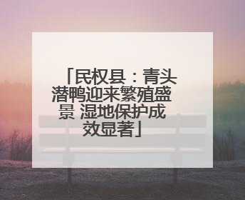 民权县：青头潜鸭迎来繁殖盛景 湿地保护成效显著