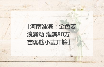 河南淮滨：金色麦浪涌动 淮滨80万亩弱筋小麦开镰