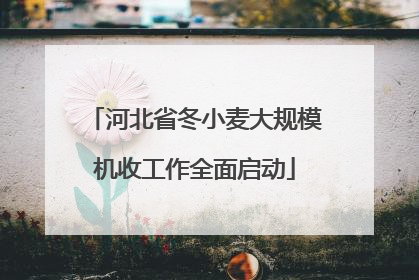 河北省冬小麦大规模机收工作全面启动