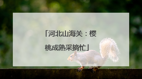河北山海关：樱桃成熟采摘忙