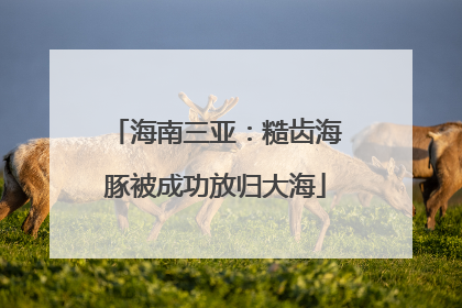 海南三亚：糙齿海豚被成功放归大海