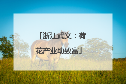 浙江武义：荷花产业助致富