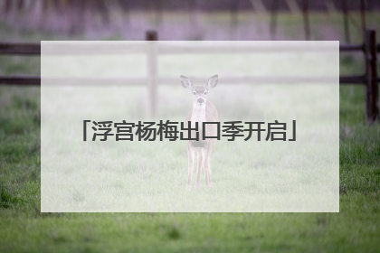 浮宫杨梅出口季开启