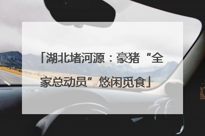湖北堵河源：豪猪“全家总动员”悠闲觅食