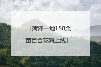 菏泽一地150余亩百合花海上线