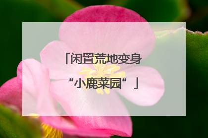 闲置荒地变身“小鹿菜园”