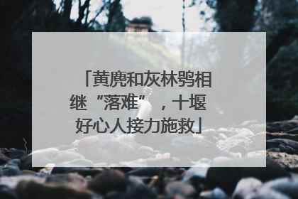黄麂和灰林鸮相继“落难”，十堰好心人接力施救
