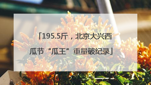 195.5斤，北京大兴西瓜节“瓜王”重量破纪录