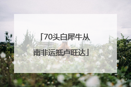 70头白犀牛从南非运抵卢旺达